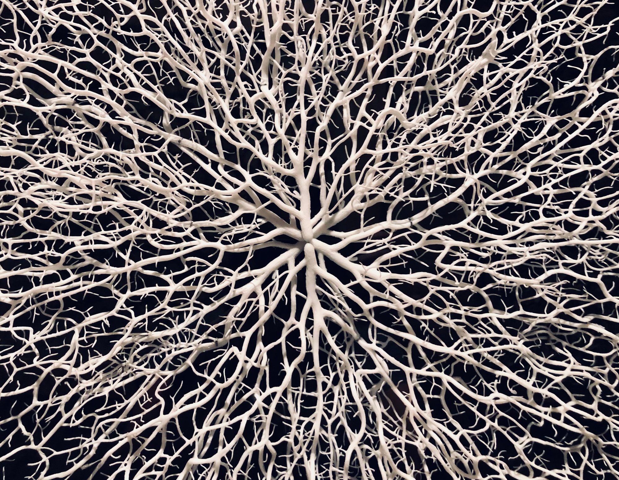 full-frame-abstract-natural-background-black-and-w-2026-01-05-23-25-48-utc